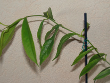 HOYA CHLORANTHAE
