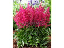 ���� ���� ���*