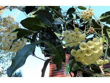 Hoya campanulata - ������ �������� �������� ...