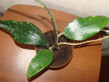 HOYA PARASITICA LAOS ������