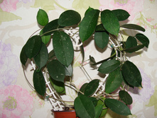 Hoya graveolens