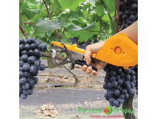 ����� ������� ��� �������� �������� + 4 ��. ������� (� ������ �������� �� 5000 ��. �������) + 2 ��. ���� (� ������ �������� 10 ������� ���� �� 50 �.).png