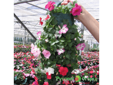 ��������� ���� ��. ����2.png