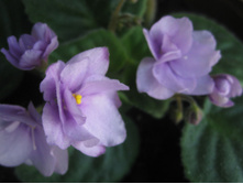 ������ ������� ���������.jpeg