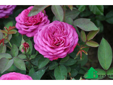 ����� ���� (���) 205���..jpg