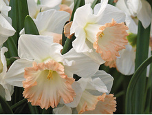 ������� ������ �����.jpg