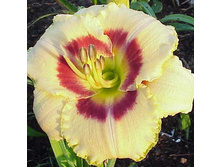 ������ ����� *(���. ����.)+)