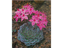 �������������� (���� - ����)