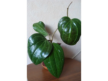 Hoya Macrophylla No1