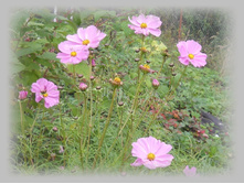DSCN8957-1.jpg