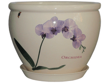 ������ �������  ��� ORCHIDEA.png