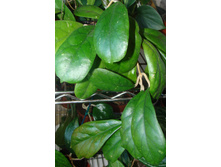 H. cv. 'Viola'