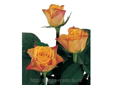 ���� ���� (Marie Claire), Schreurs, ��������� 150 ��� 100���..jpg