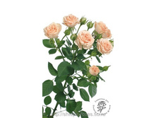 ����� (Elena) - ����� 150 ��� 100���..jpg