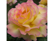 ������ ���,Gloria Dei (����) 180���..jpeg