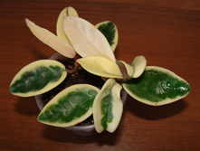 DSC03784.JPG