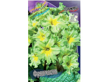 5444cbdaef4d0_primula_francheska_up2sht-21550.jpg