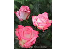 ������� (Rossini) 150 ��� 100���..jpg