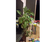 20150310_205127.jpg