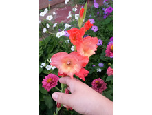 20140821_183715_cr.jpg