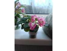 IMG_20150302_162521.jpg