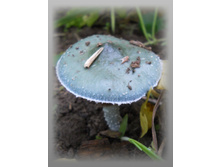DSCN8973-1.jpg