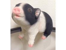 ������� ����ӣ��� ޣ���-����� 31214