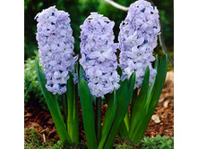 ������� ��� �����.jpg