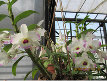 � ������� ��� �������:-) (�) ...�����..