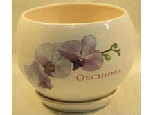 ������ ��� ��� ORCHIDEA.jpg