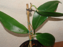 �. Arnottiana