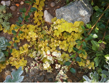 ��������� ���������� 'Aurea'