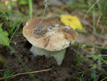 DSC01242.JPG
