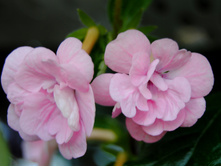 Double Pink Rose