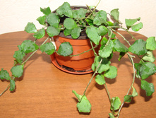 Hoya kanyakumariana