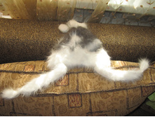 ������ ������� ������ �� 1-2 ����