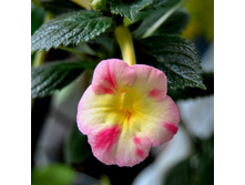 Strawberry Lemon