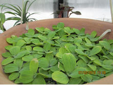 ���� 231.jpg