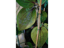 Hoya glabra, ��������� ������� �����