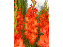 ���� ���.jpg