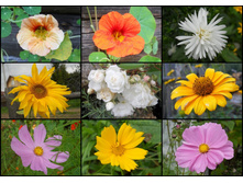 162NIKON-3.jpg