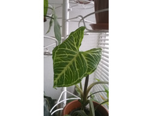 ��������� Golden venation