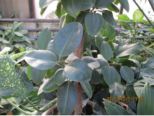 ���� 172.jpg