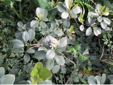 ���� 097.jpg