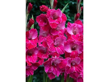 ��� �����.jpg