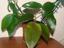 Hoya sp.22 'Khao yai' big leaf