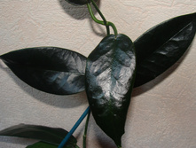 H. onychoides