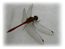 DSCN8955-1.jpg