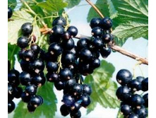 ��������� ������ �������.jpg