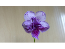 DS - ������� ������